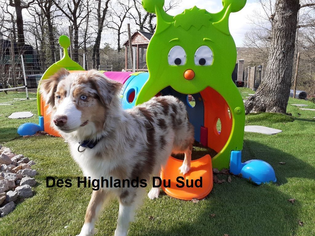 Snow pookie Des Highlands Du Sud