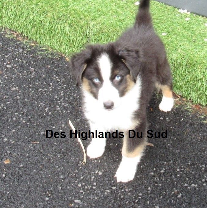 Sven roy Des Highlands Du Sud