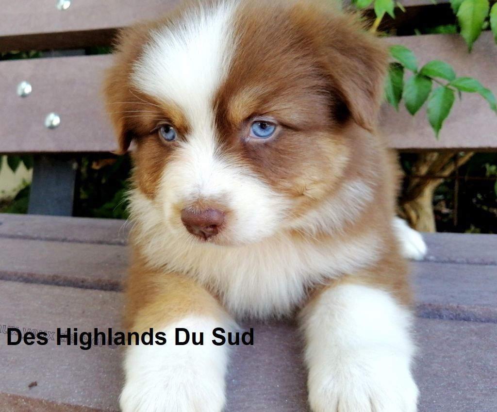 Stella Des Highlands Du Sud