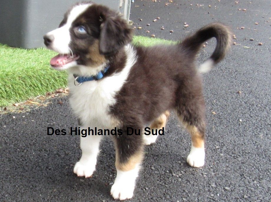 Sven roy Des Highlands Du Sud