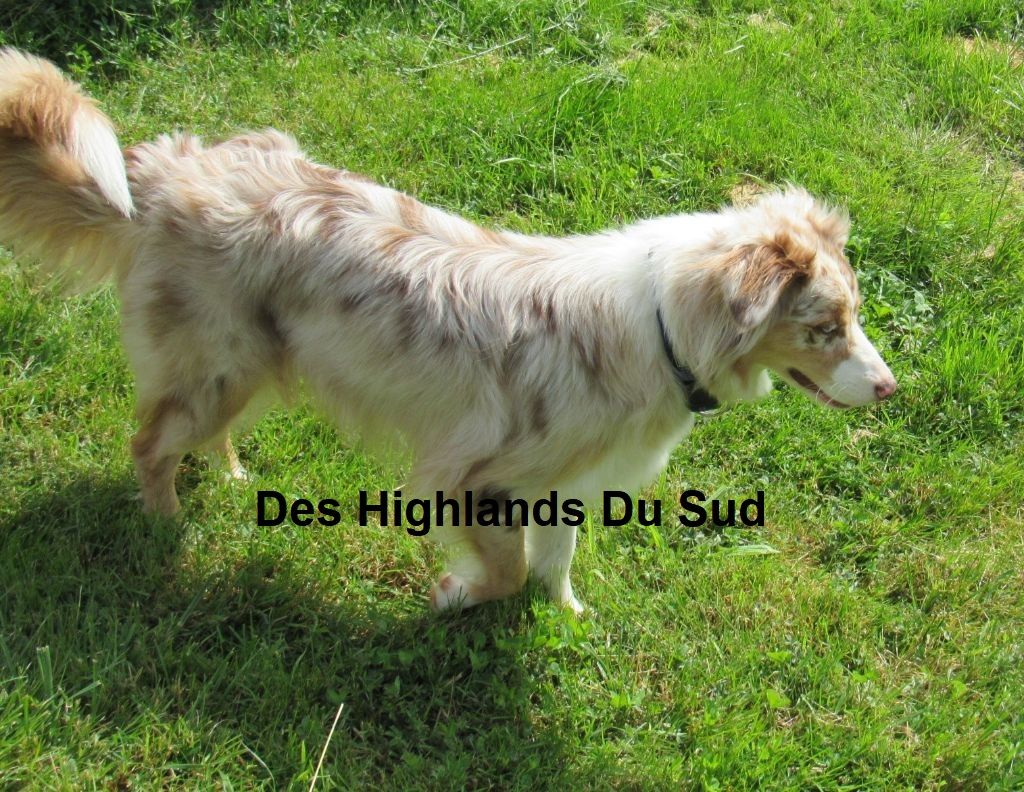 Snow pookie Des Highlands Du Sud