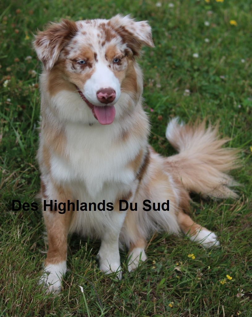 Snow pookie Des Highlands Du Sud