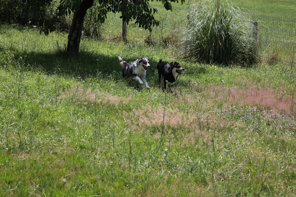 Sybelle Des Highlands Du Sud