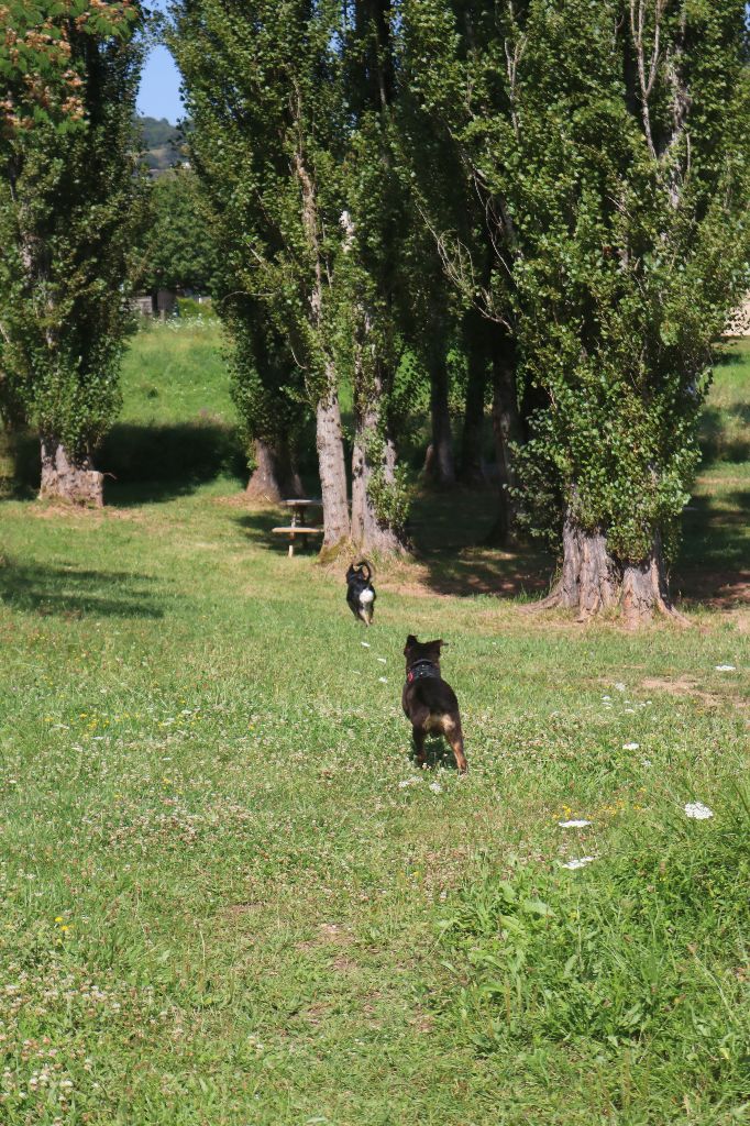 Sybelle Des Highlands Du Sud