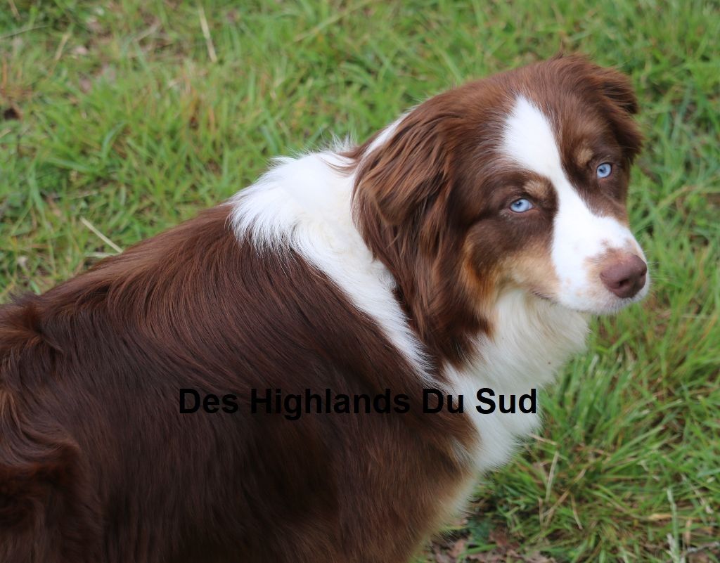 Stella Des Highlands Du Sud