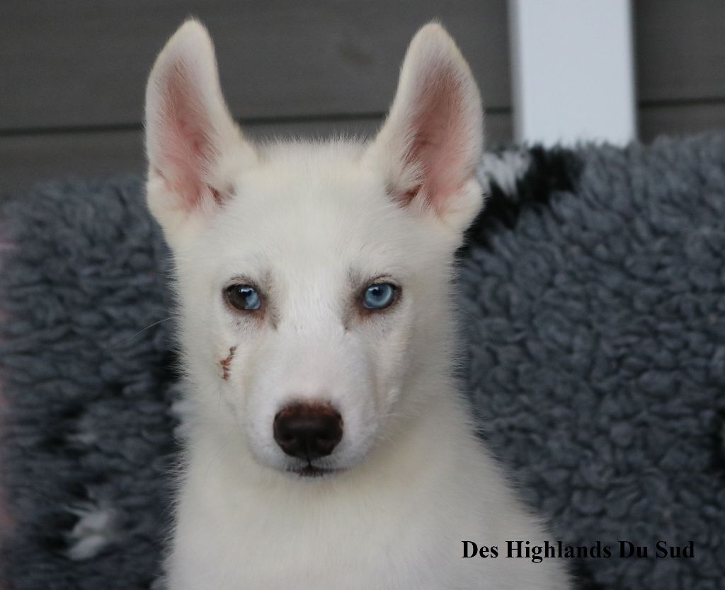 Des Highlands Du Sud - Chiot disponible  - Siberian Husky