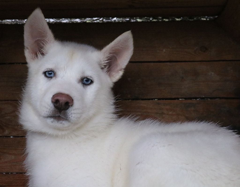 Des Highlands Du Sud - Chiot disponible  - Siberian Husky