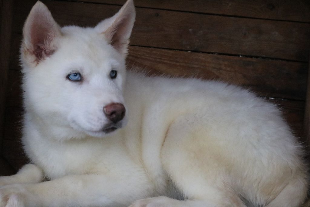 Des Highlands Du Sud - Chiot disponible  - Siberian Husky