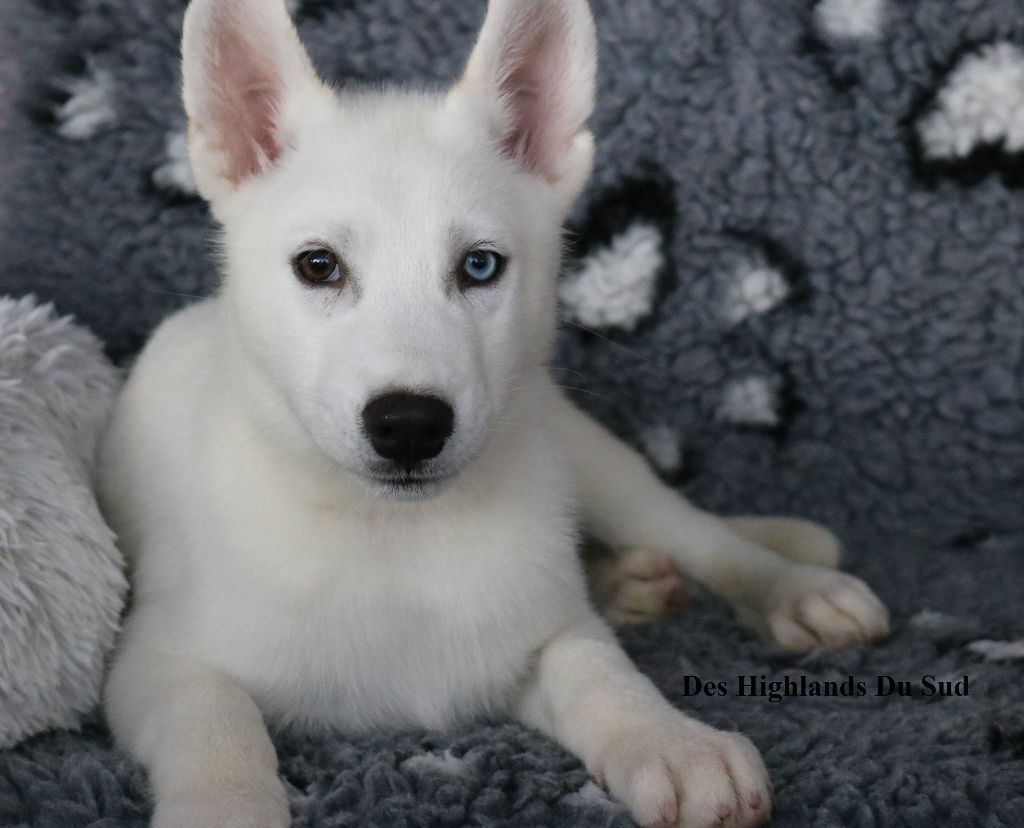 Des Highlands Du Sud - Chiot disponible  - Siberian Husky