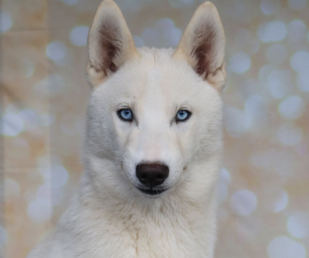 Des Highlands Du Sud - Chiot disponible  - Siberian Husky