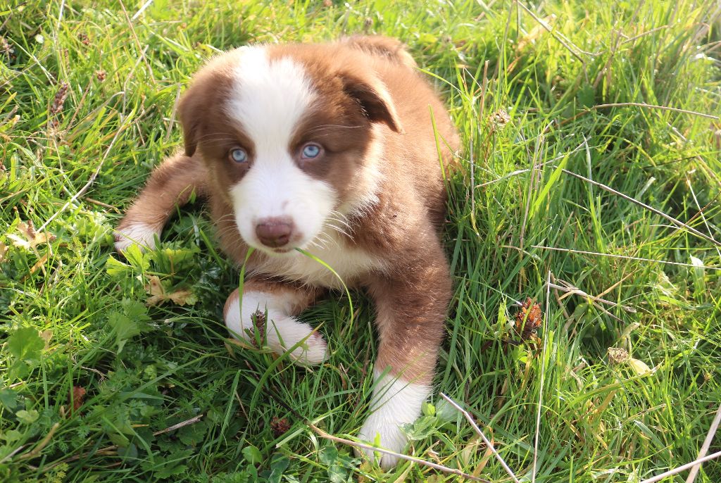 Des Highlands Du Sud - Chiot disponible  - Berger Australien