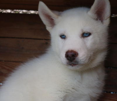 Vaoky (yeux bleus, éleveur/éducateur)