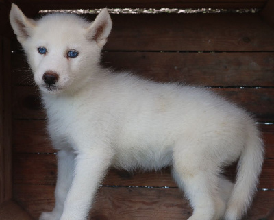 Vaiana Suki (yeux bleus)