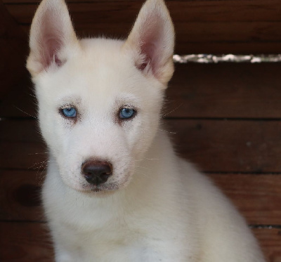 Vylo (yeux bleus, éleveur/éducateur)