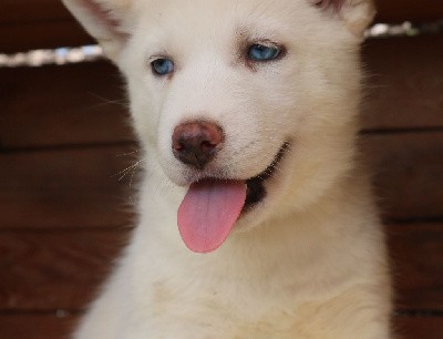 Venus Sidney (yeux bleus)