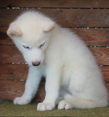 Vaiana Suki (yeux bleus)