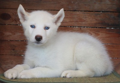 Vaiana Suki (yeux bleus)