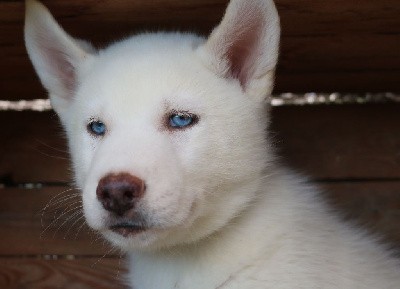 Vaoky (yeux bleus, éleveur/éducateur)