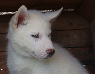 Vaoky (yeux bleus, éleveur/éducateur)