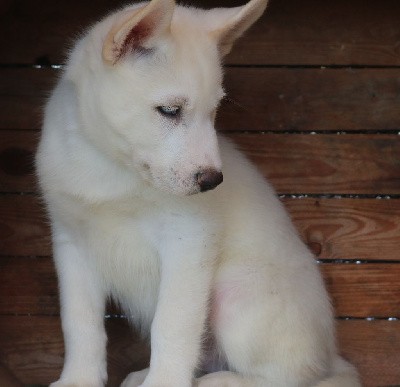 Vylo (yeux bleus, éleveur/éducateur)