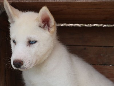 Vylo (yeux bleus, éleveur/éducateur)