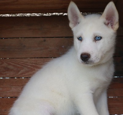 Vylo (yeux bleus, éleveur/éducateur)