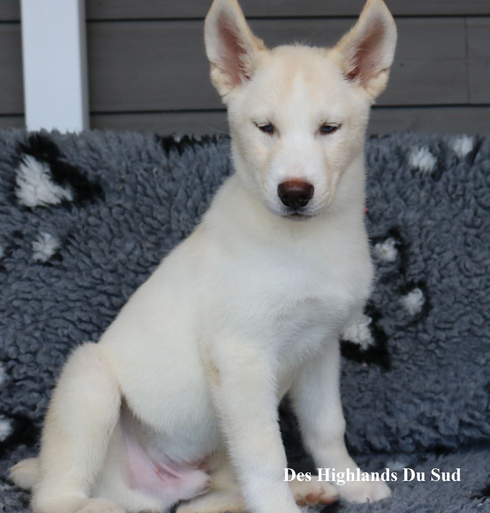 Des Highlands Du Sud - Chiot disponible  - Siberian Husky