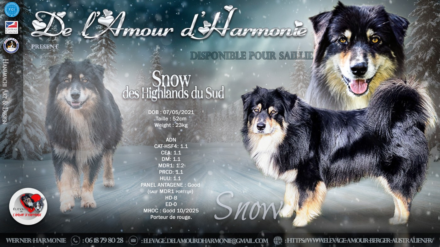 Snow Des Highlands Du Sud