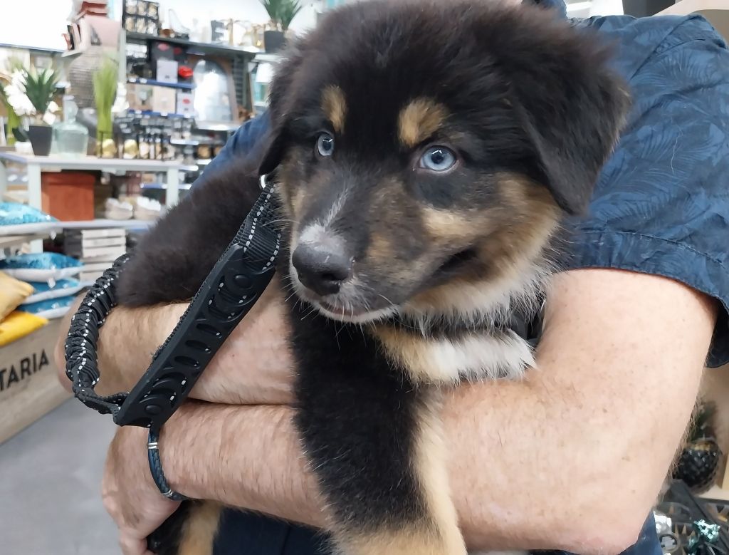 Scooby Des Highlands Du Sud