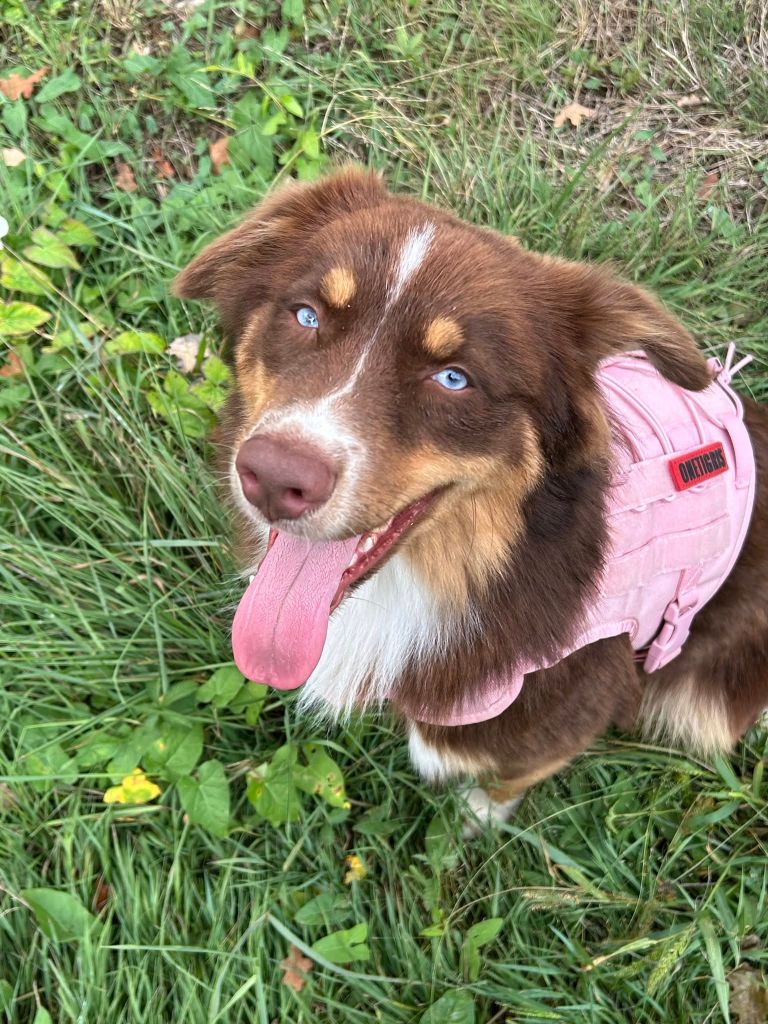 Seïko Des Highlands Du Sud