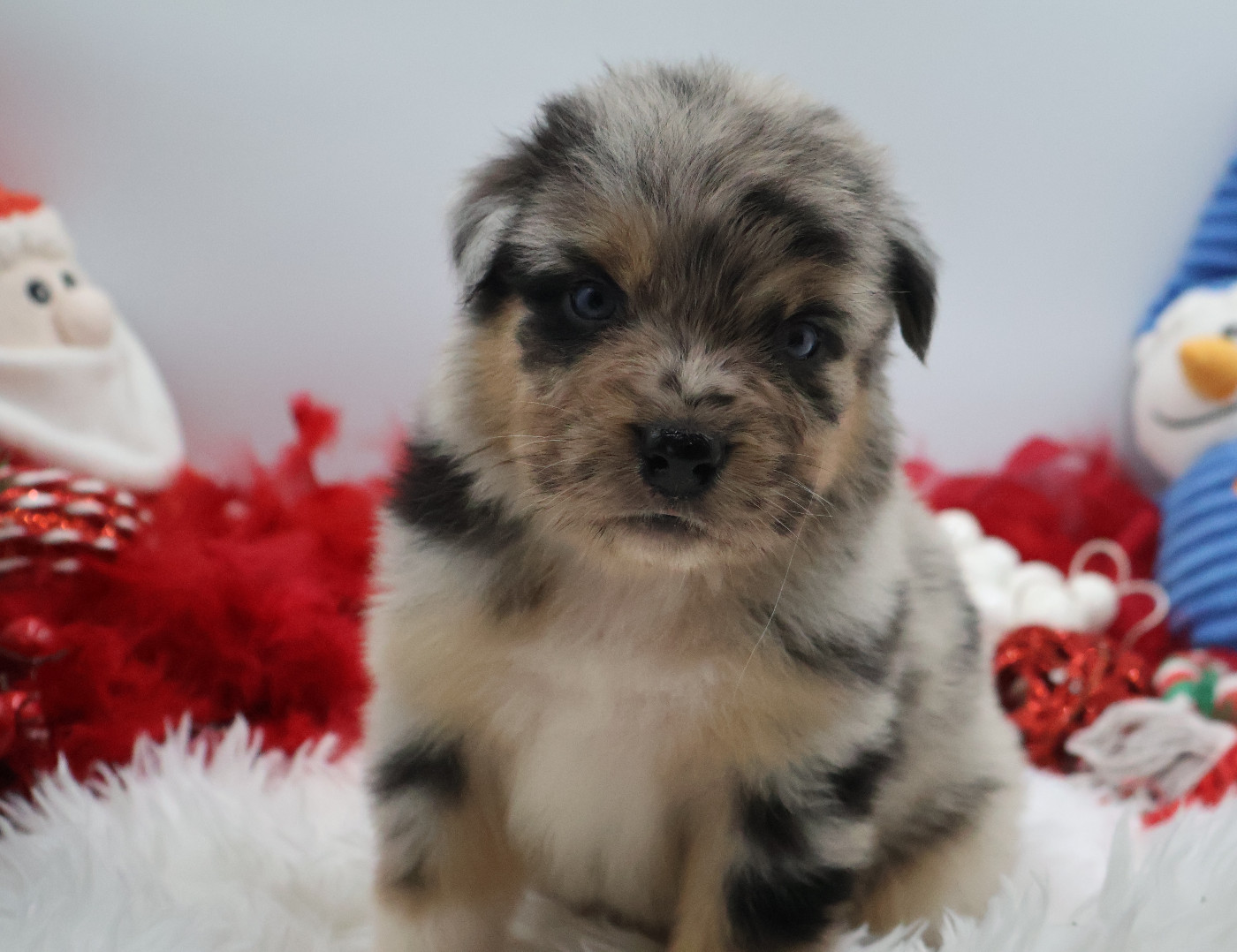 Sheyen Des Highlands Du Sud