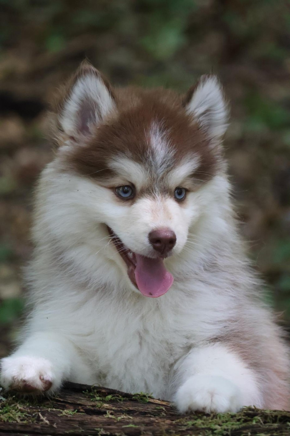 1 chiot mâle pomsky né le 02/06/2026 disponible.