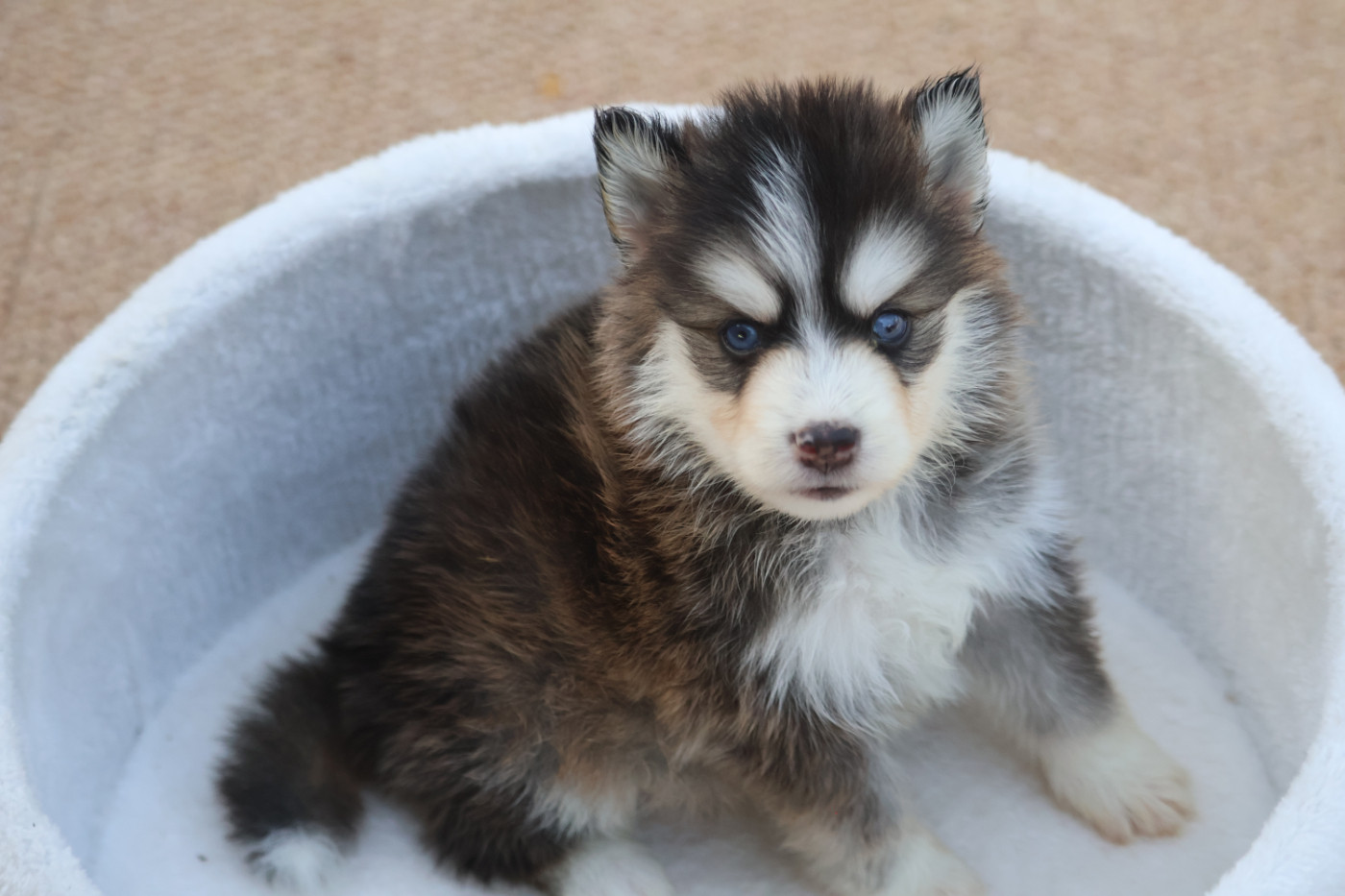 4 chiots pomsky F4+