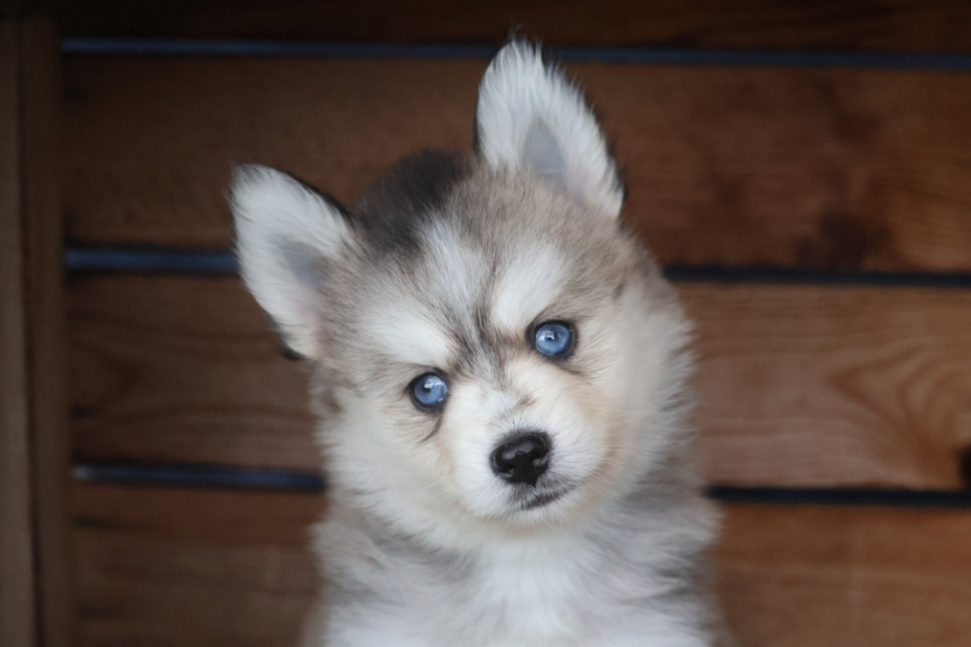 2 chiots pomsky F4+