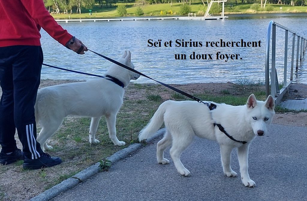 Sirius et Seï, blancs aux yeux bleus en vente 