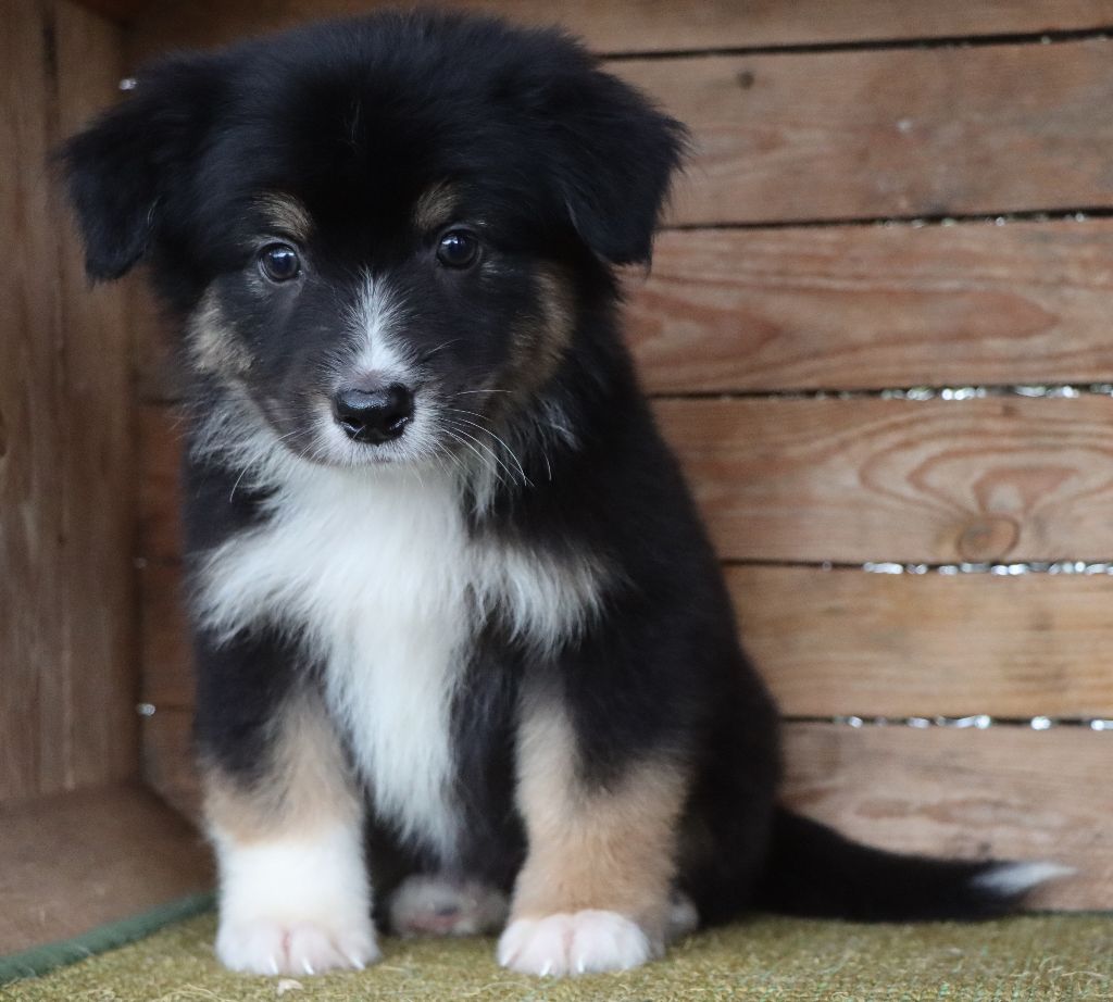 Des Highlands Du Sud - Chiots disponibles - Berger Australien