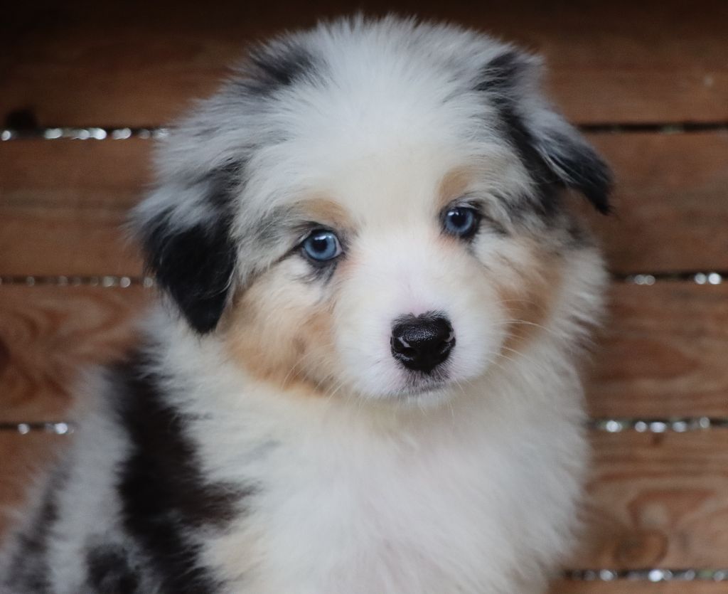 Des Highlands Du Sud - Chiots disponibles - Berger Australien
