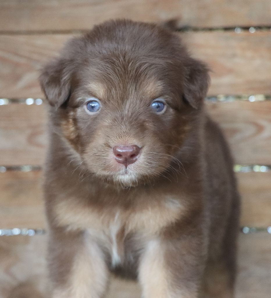 Des Highlands Du Sud - Chiots disponibles - Berger Australien
