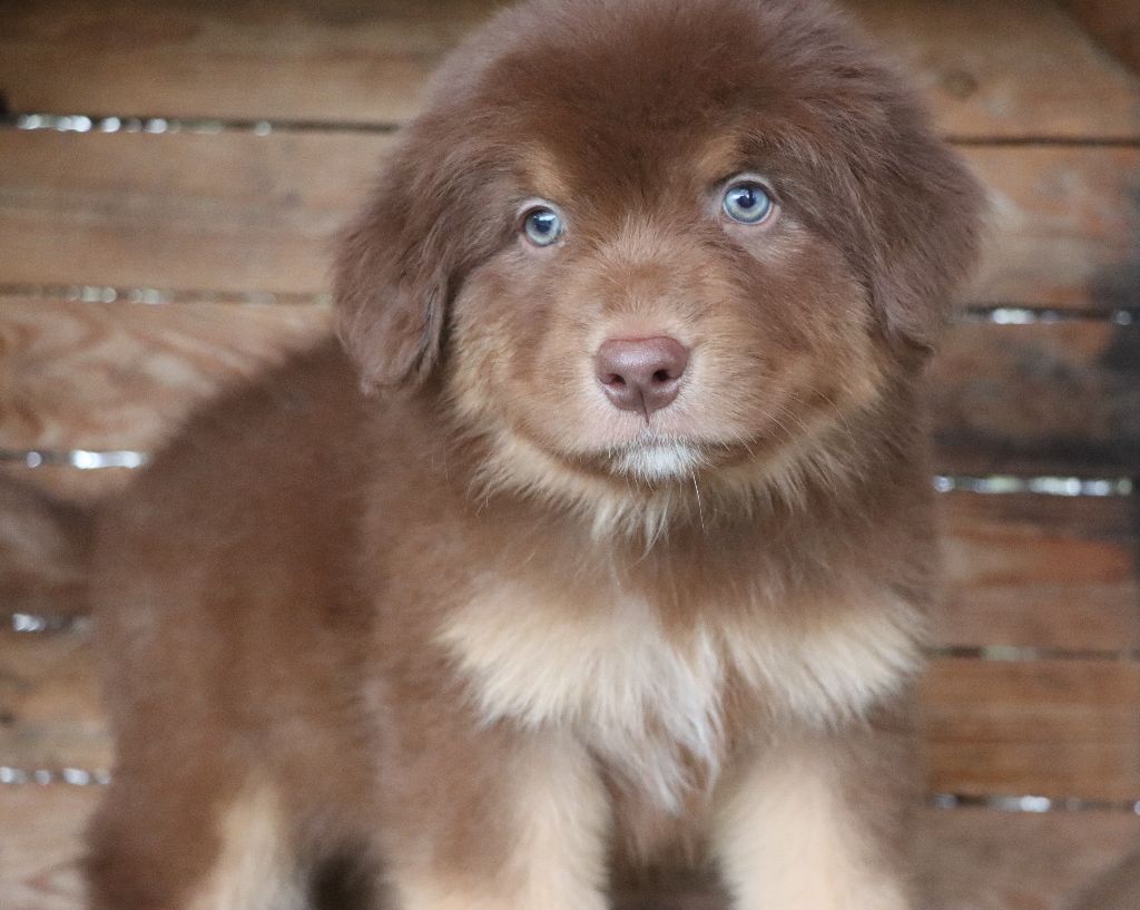 Des Highlands Du Sud - Chiots disponibles - Berger Australien