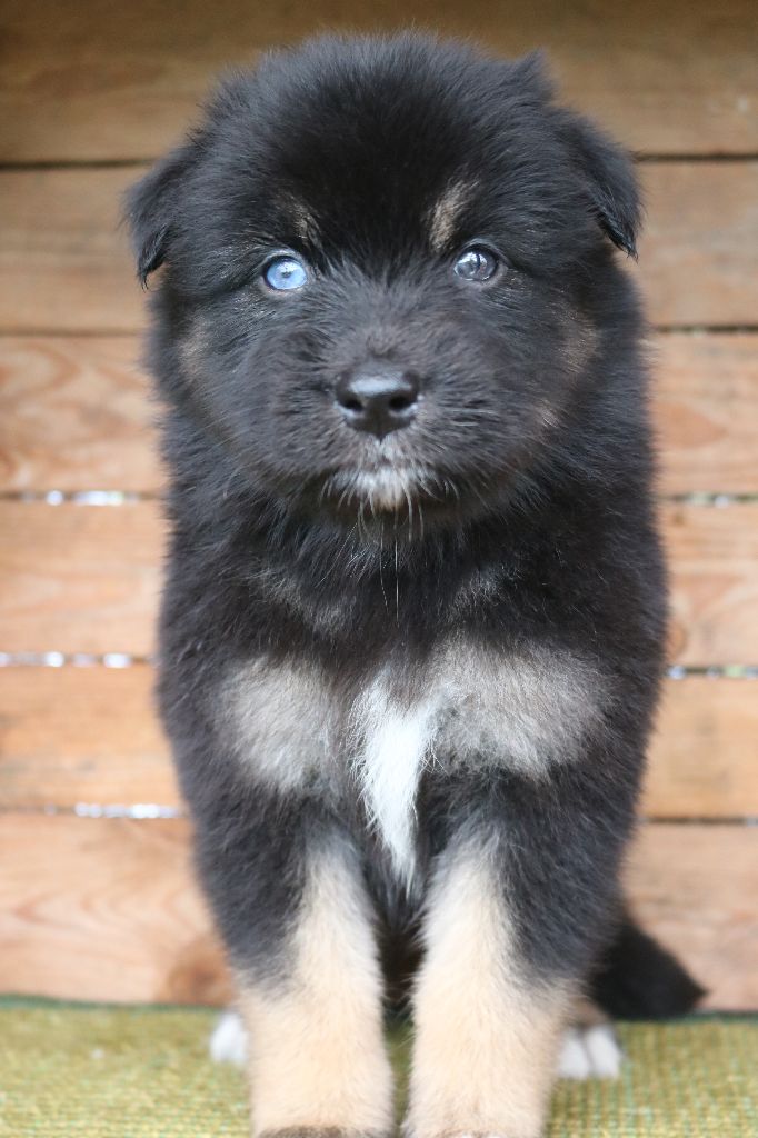 Des Highlands Du Sud - Chiots disponibles - Berger Australien