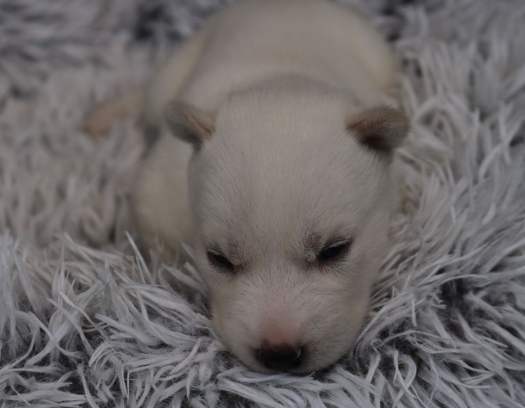 Des Highlands Du Sud - Chiots disponibles - Siberian Husky