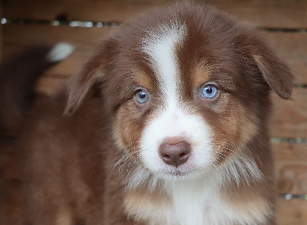 Des Highlands Du Sud - Chiots disponibles - Berger Australien