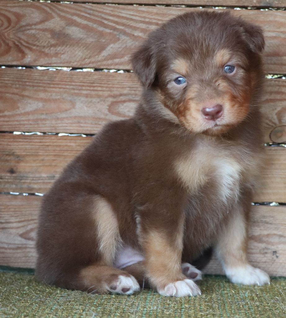 Des Highlands Du Sud - Chiots disponibles - Berger Australien