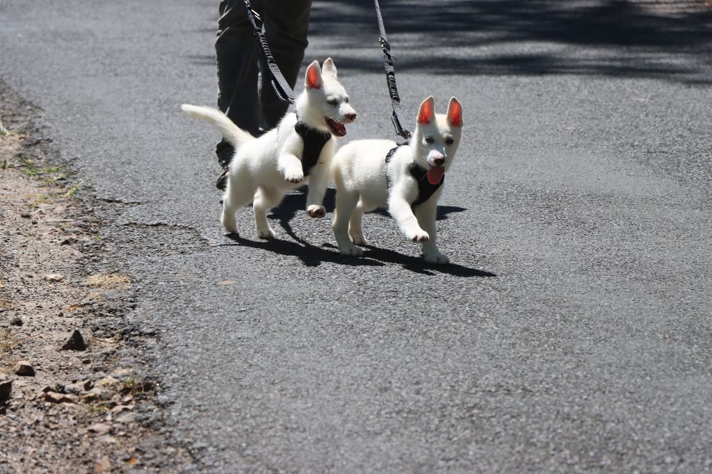 Des Highlands Du Sud - Chiots disponibles - Siberian Husky