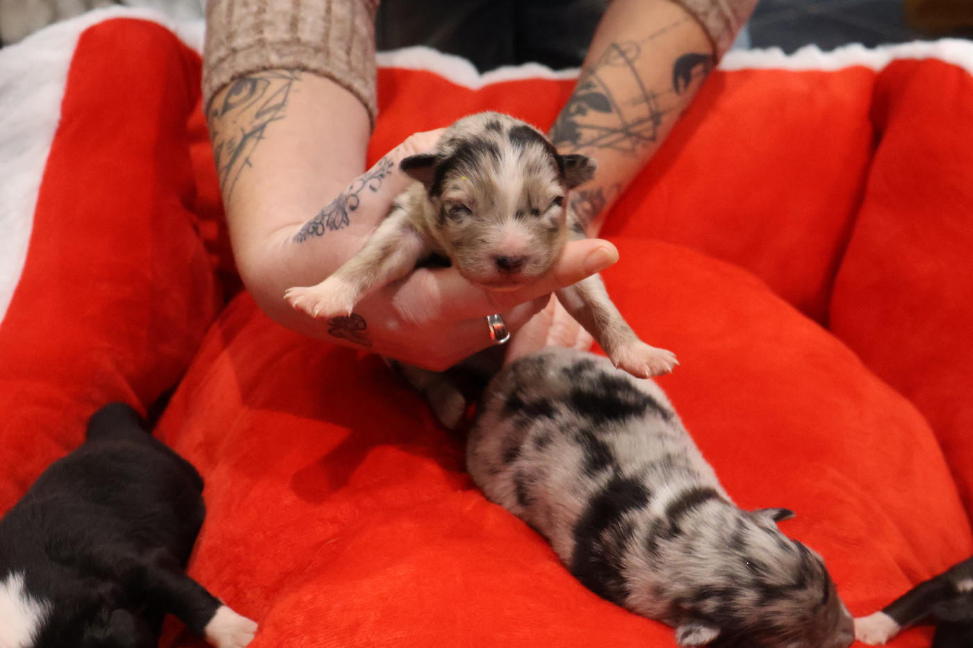 Des Highlands Du Sud - Chiots disponibles - Berger Australien