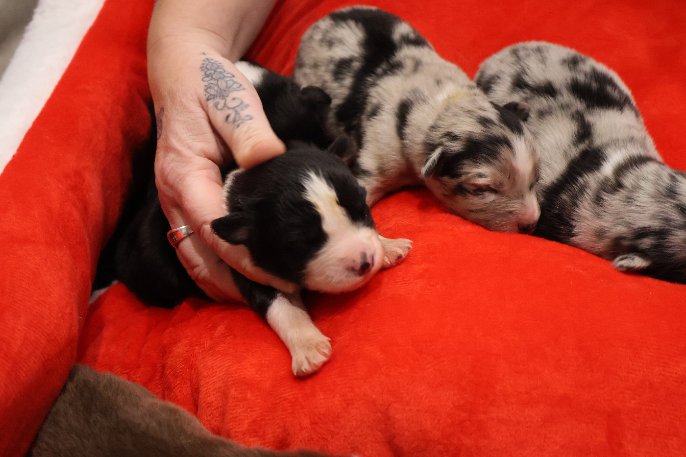 Des Highlands Du Sud - Chiots disponibles - Berger Australien