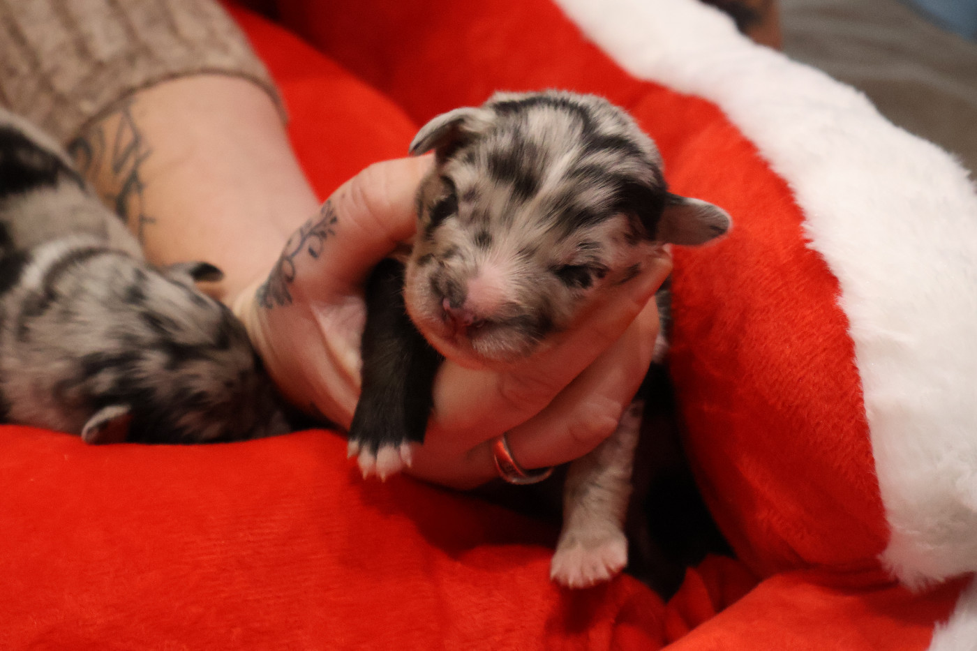 Des Highlands Du Sud - Chiots disponibles - Berger Australien