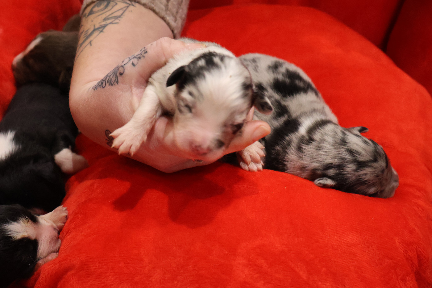 Des Highlands Du Sud - Chiots disponibles - Berger Australien