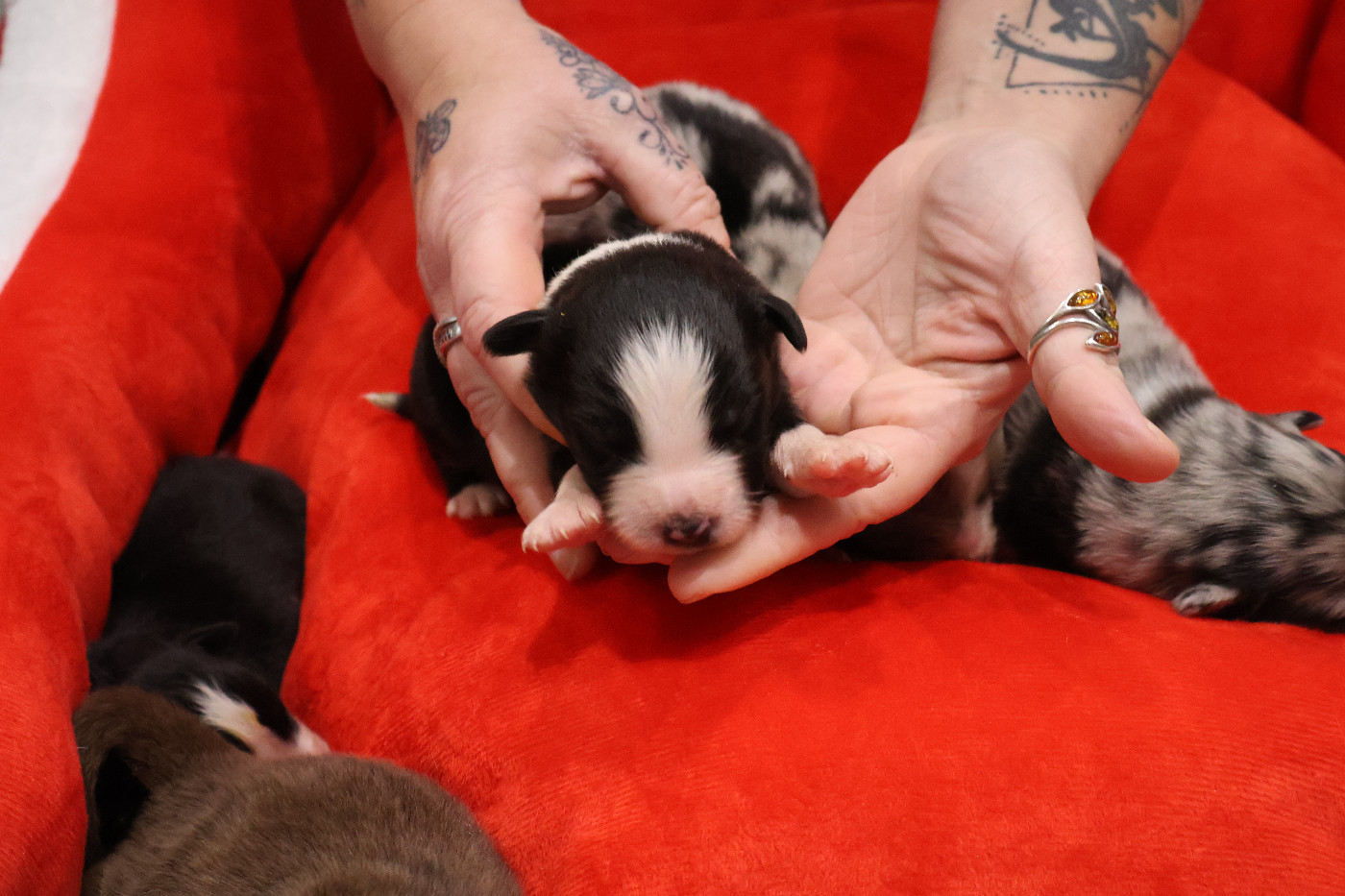 Des Highlands Du Sud - Chiots disponibles - Berger Australien