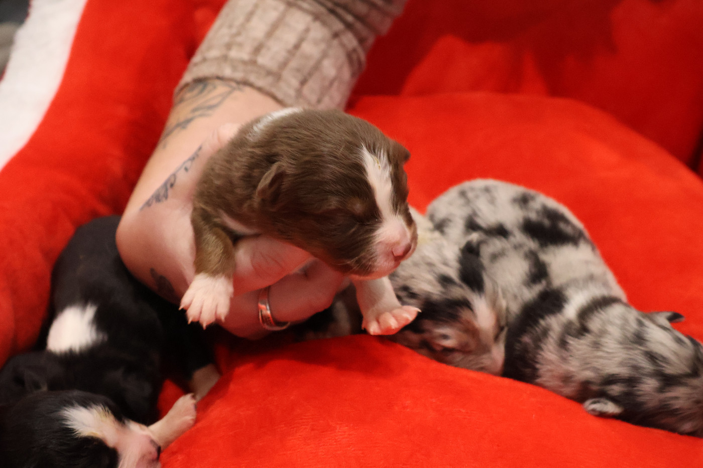 Des Highlands Du Sud - Chiots disponibles - Berger Australien